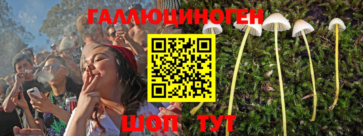 Галлюциногенные грибы Psilocybe Артёмовский