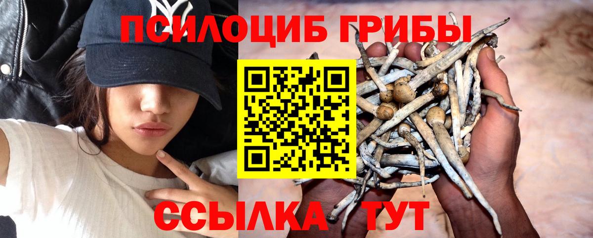 Псилоцибиновые грибы Cubensis Артёмовский